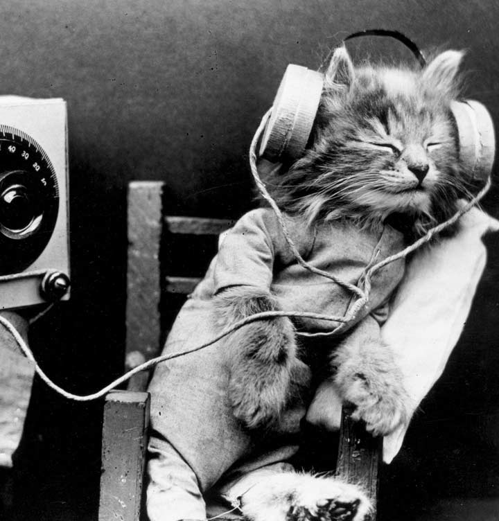 sound cat