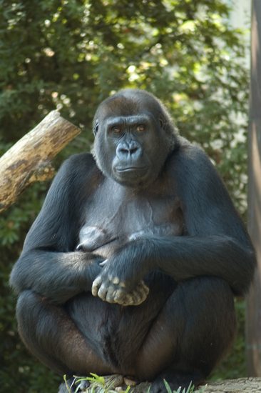 openphotonet_20040826_001