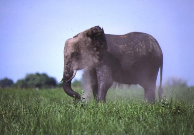 openphotonet_Elephant_dustbath