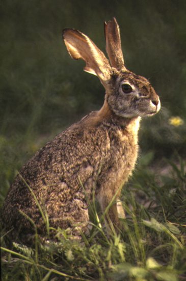 openphotonet_afr_scrubhare