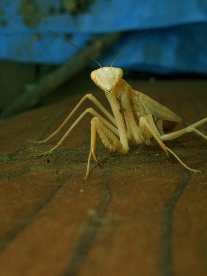 openphotonet_mantis