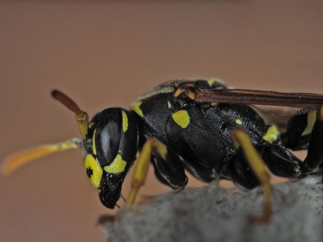 openphotonet_polistes-lateral-mze