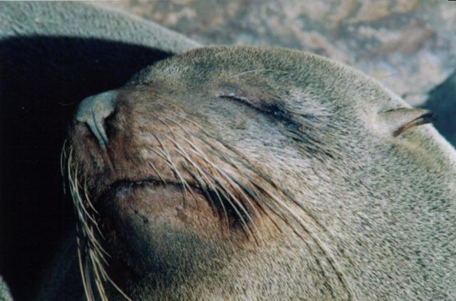 openphotonet_sealcl03